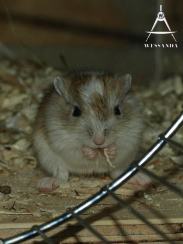 Agouti Gevlekt 23 dagen oud