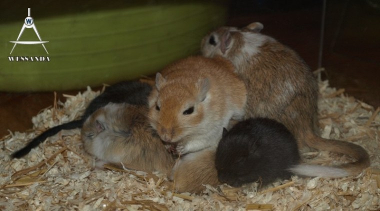 chris, laura en pups