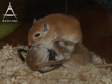 laura zoogt haar pups