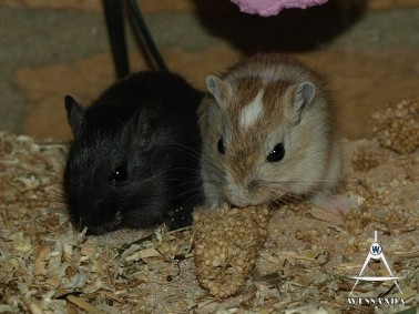 zusjes, 38 dagen oud