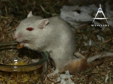 Muis aan de meelwormen