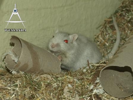 Muis, papierversnipperaar