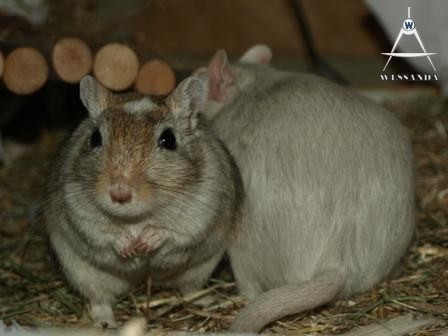 Chris en zwangere Muis