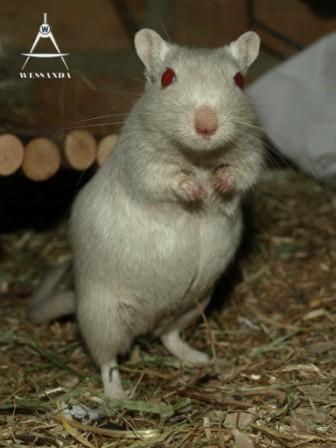 Zwangere Muis (3 dagen voor de bevalling)