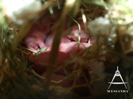 nest 1e dag, 20-02-2010