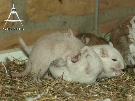 25 dagen oud, samen stoeien