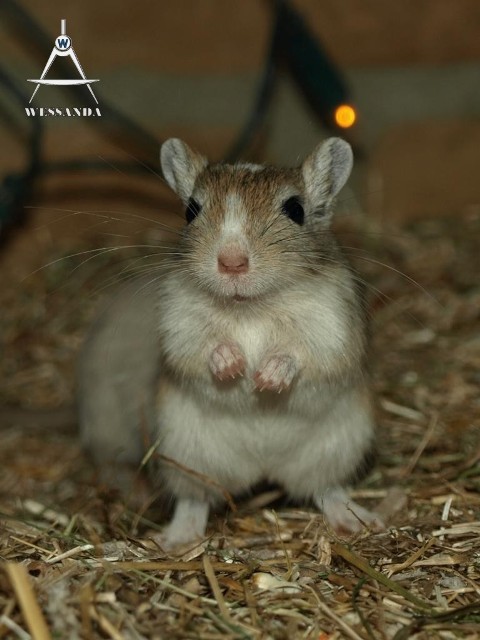 agouti gevlekt 31 dagen oud