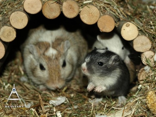 Chris en pups 20 dagen oud