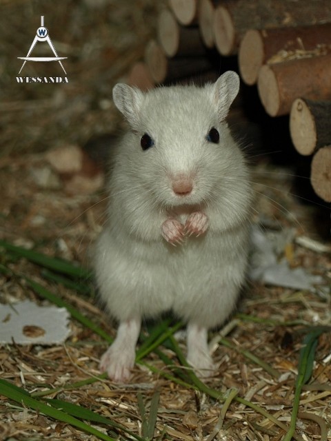 Lcp Agouti 5 weken oud