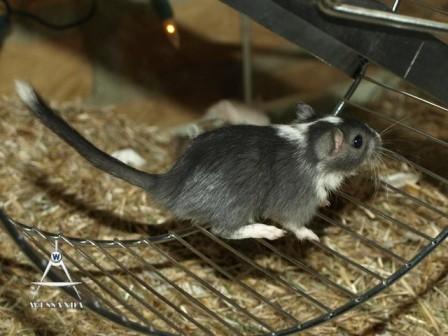 zwart gevlekt ventje in loopwiel