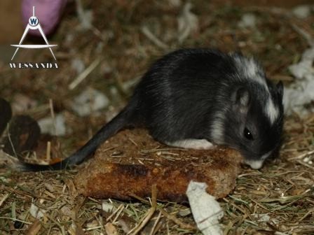 zwart gevlekt 23 dagen oud