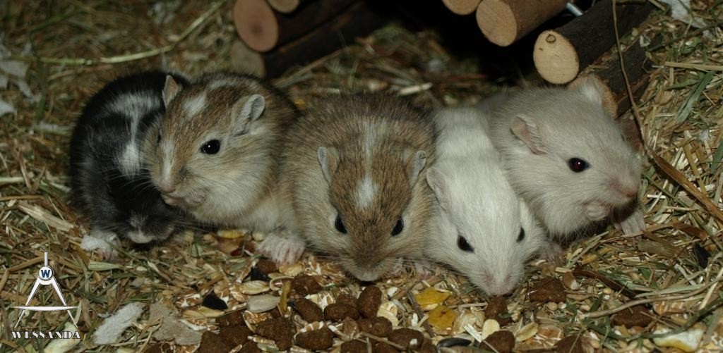 links de 2 heren, rechts de drie dames, 24 dagen oud