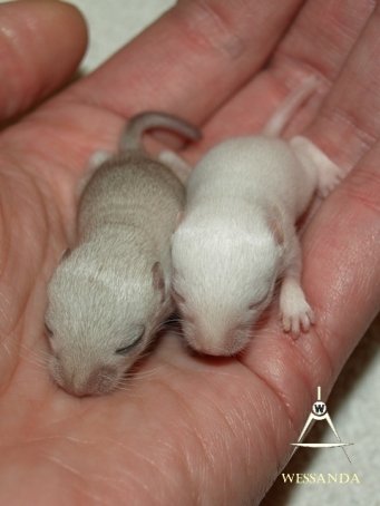 2014-12-03 D&R1 vrouw