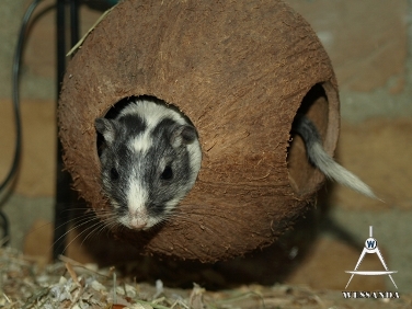 Elmar in de kokosnoot