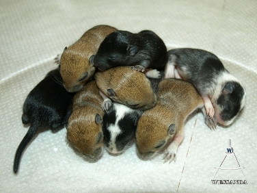 E&S1 pups 10 dagen oud (1)
