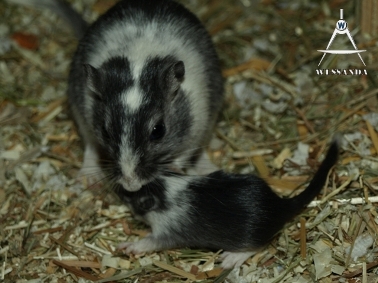 2011-05-06 E&S1 pups 16 dagen oud 1