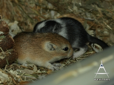 2011-05-06 E&S1 pups 16 dagen oud 2