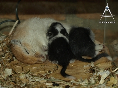 2011-05-10 Suheyla zoogt pups