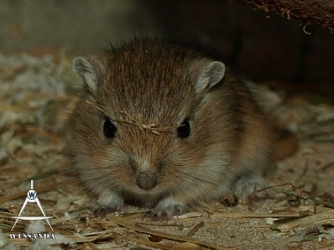 2011-05-12 brutaaltje