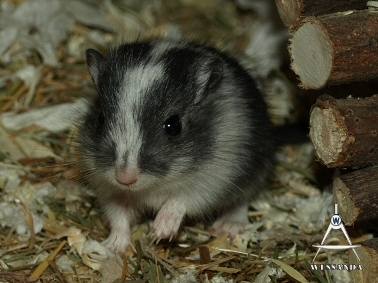 2011-05-13 Zwart Gevlekt dametje