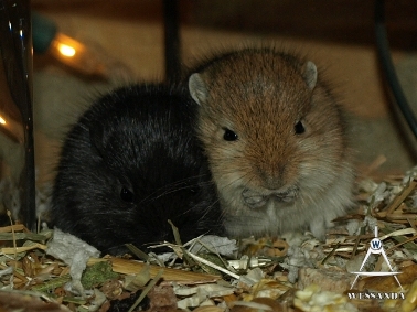 2011-05-13 pups eten