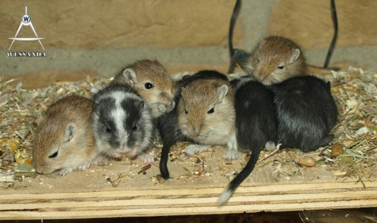 2011-05-14 pups 24 dagen oud