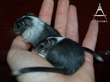 2011-05-15 op de hand