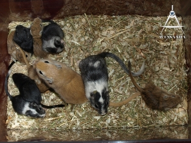 2011-05-15 25 dagen oud