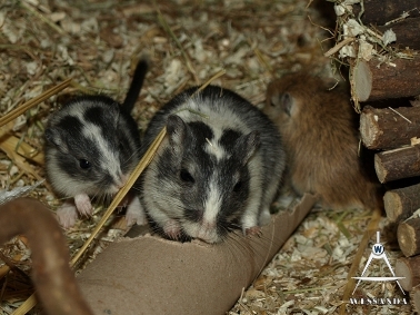 2011-05-15 pups 25 dagen oud