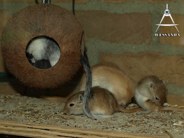 2011-05-19 pups 29 dagen oud 1