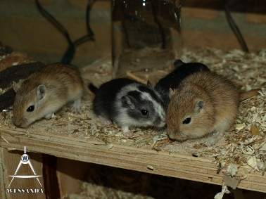 2011-05-19 pups 29 dagen oud 2