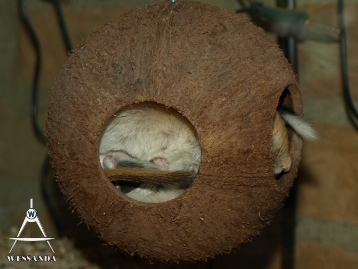 2011-05-19 volle kokosnoot