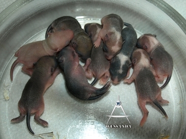 2011-05 31 E&S2 pups 6 dagen oud 1