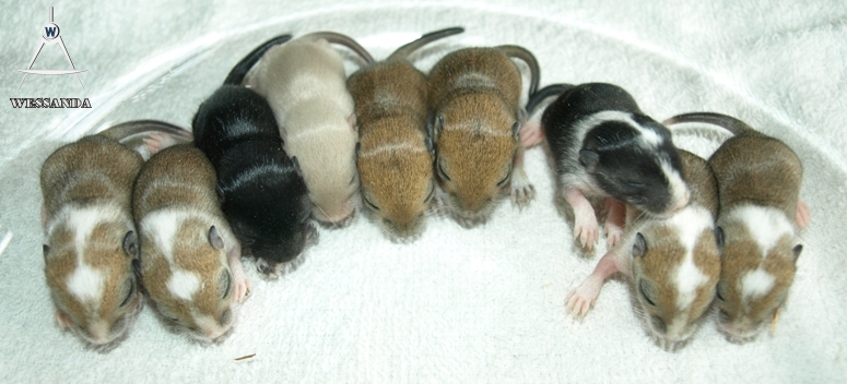 25-05-2011 E&S2 pups 10 dagen oud (1)