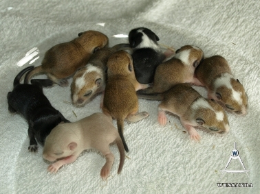 25-05-2011 E&S2 pups 10 dagen oud (2)