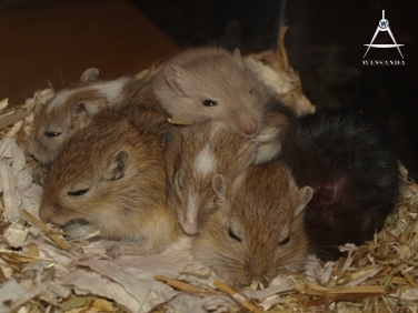 32 dagen oud ventjes