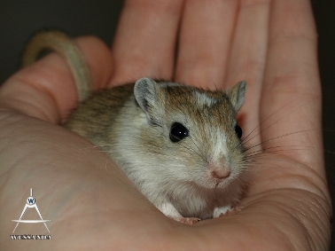 Agouti Gevlekt vrouw