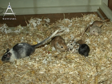 ventjes ontmoeten papa 1