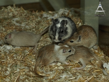 ventjes ontmoeten papa 2