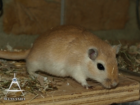 zwangere Suheyla (1)