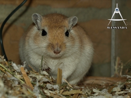 zwangere Suheyla (2)