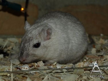 2014-01-13 zwangere Lexa