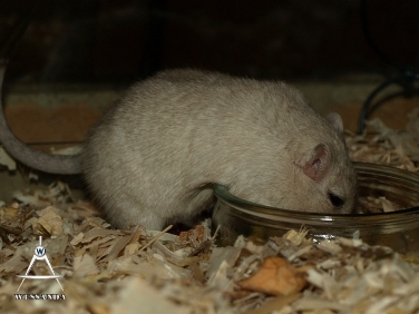 2014-01-18 zwangere Lexa