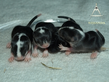 2014-07-16 E&M pups 10 dagen 1