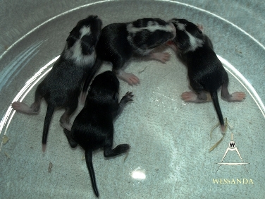 2014-07-16 E&M1 pups 10 dagen 2