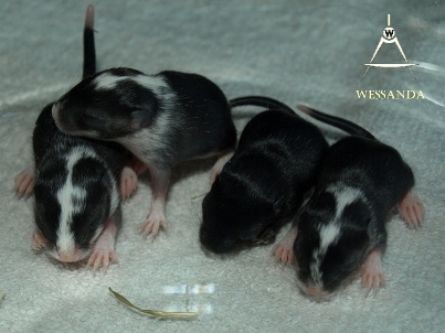 2014-07-06 E&M1, pups 10 dagen oud