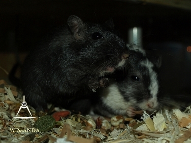 2014-08-01 E&M1 pups 26 dagen 2