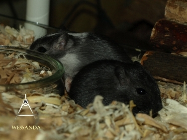 2014-08-02 E&M1 pups 27 dagen 1