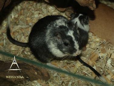 2014-08-02 pups 27 dagen 2