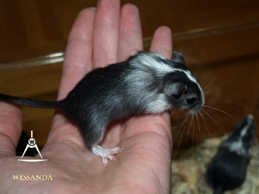 2014-08-03 E&M1 pups 28 dagen 2